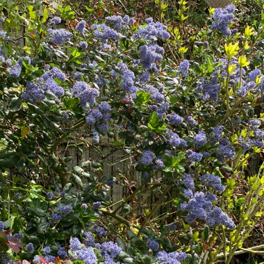 Ceanothus 'Pin Cushion'