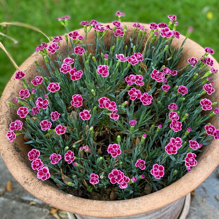 plant image 1499592 plant image 1499592