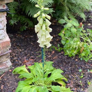 Digitalis Limoncello