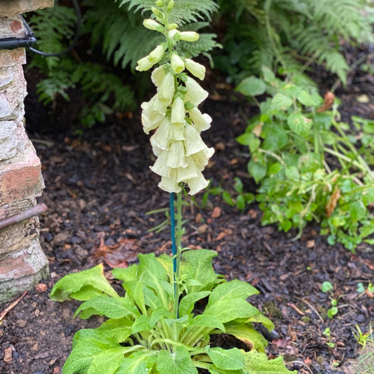 Plant image Digitalis Limoncello