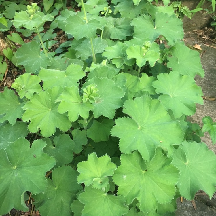 plant image 707570