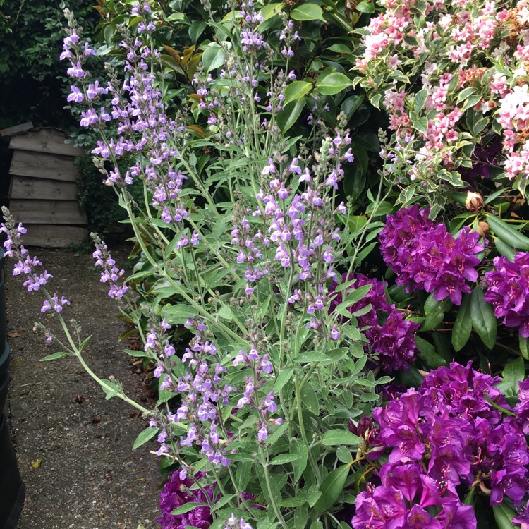 plant image 710197 plant image 710197