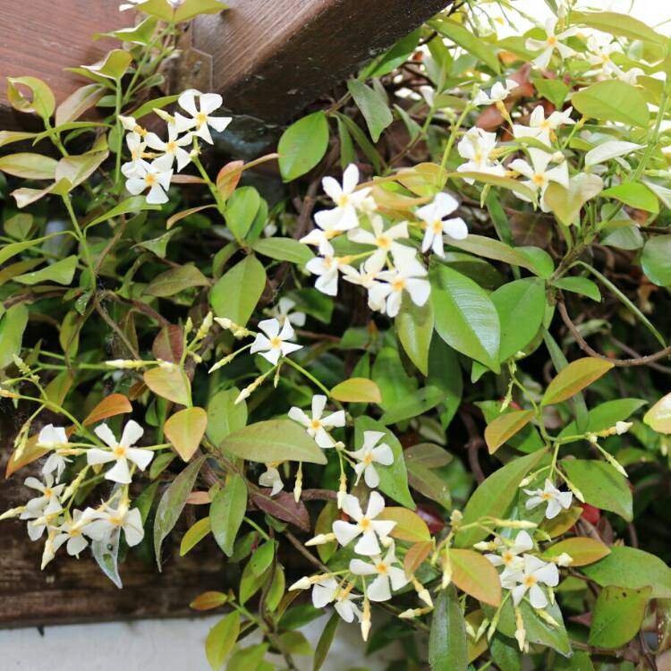 plant image 714748 plant image 714748
