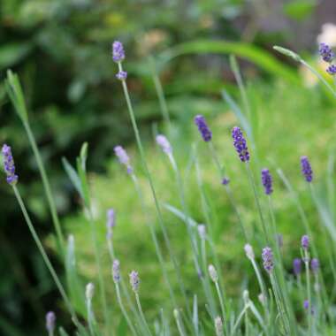 Lavandula angustifolia 'Hidcote' syn. Lavandula angustifolia 'Hidcote Blue'