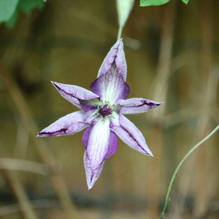 plant image 735646 plant image 735646