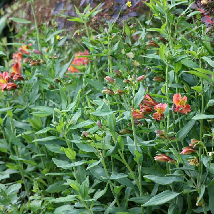 plant image 736497
