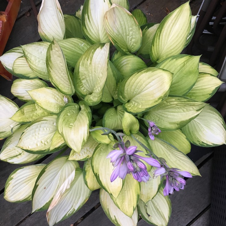 plant image 779179