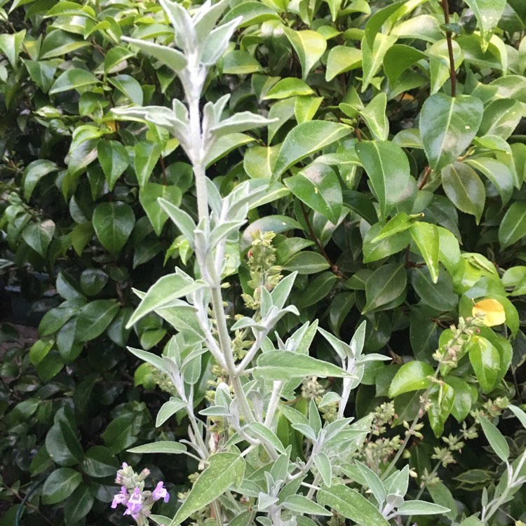plant image 784278 plant image 784278