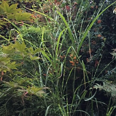 Miscanthus sinensis 'Zebrinus'
