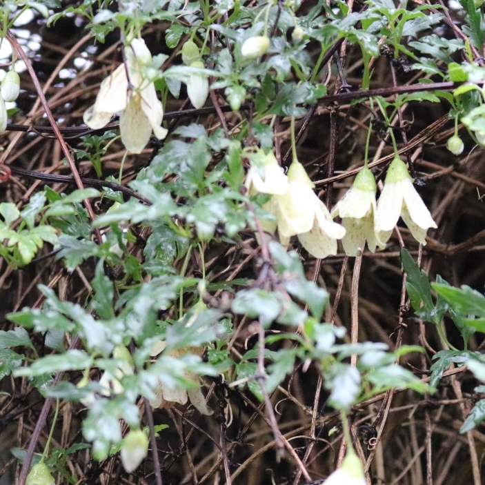 plant image 915091