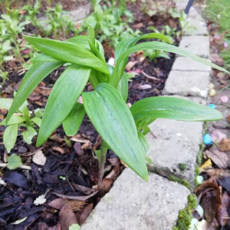 plant image 925490