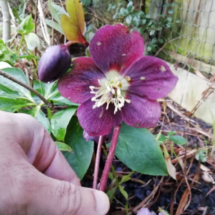 plant image 937125