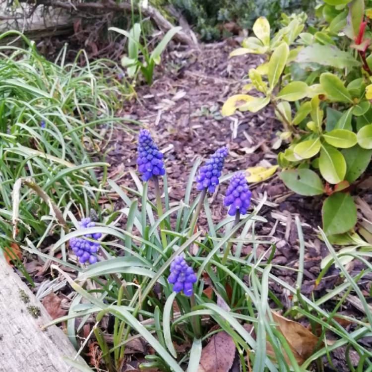 plant image 949439
