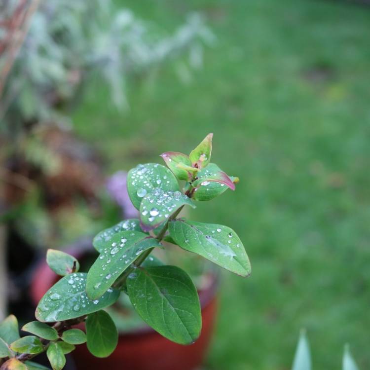 Plant image Hypericum 'Golden Beacon'