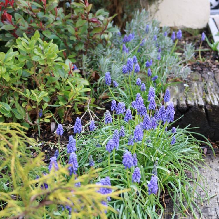 plant image 959754