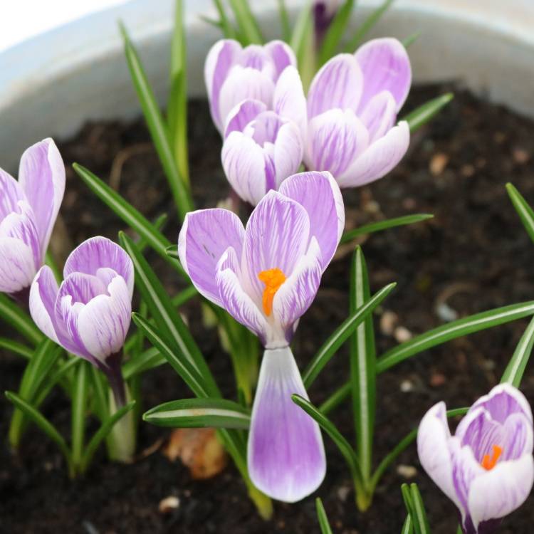 plant image 960380