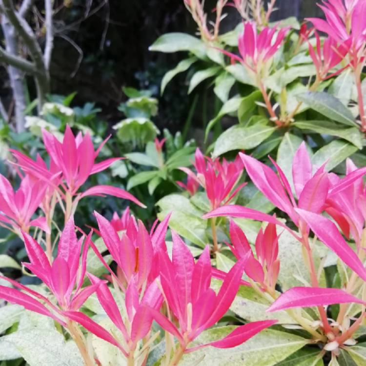 plant image 972127