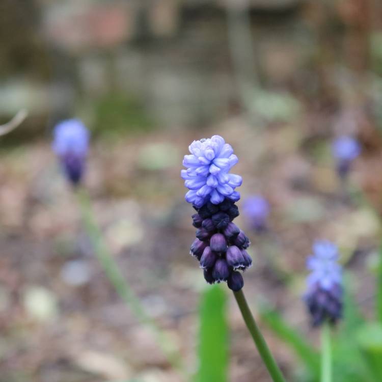 plant image 975278