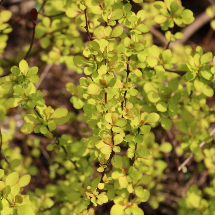Plant image Berberis thunbergii 'Maria'