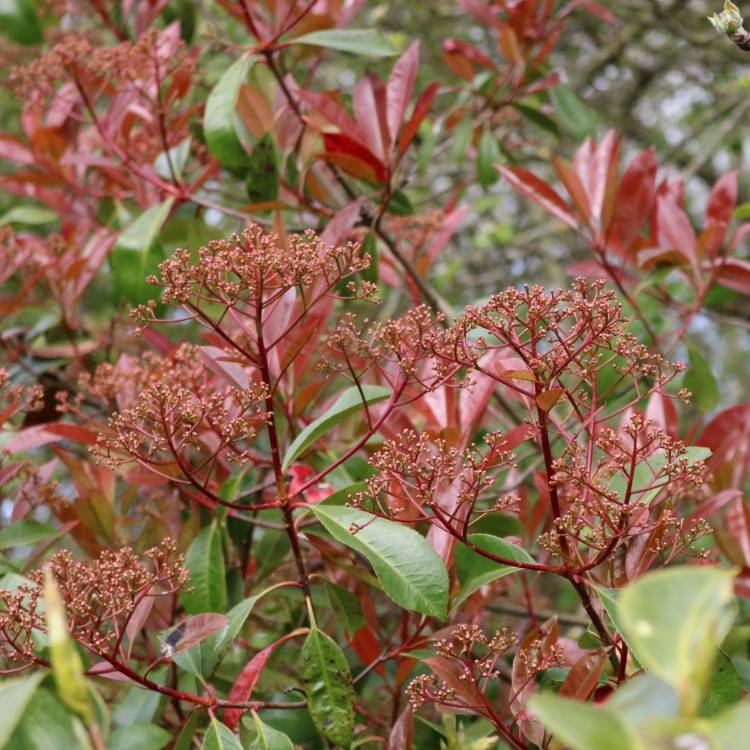 Plant image Photinia x fraseri 'Robusta'