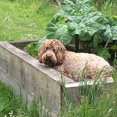 Emma's garden