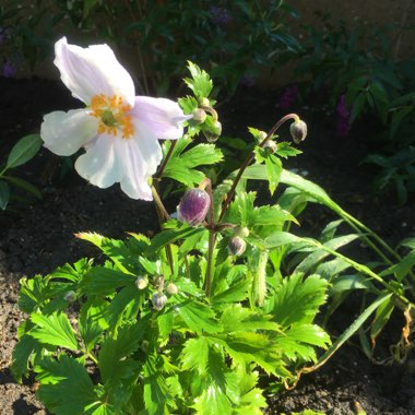 Windflower 'Ruffled Swan'
