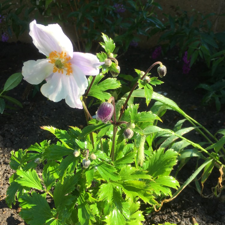 plant image 837120