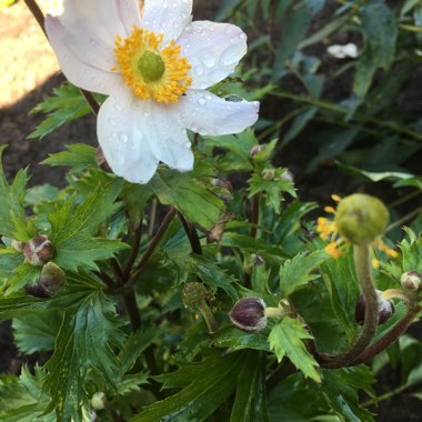 Japanese Anemone 'Elfin Swan'