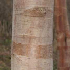 Chinese Red Birch 'Pink Champagne'