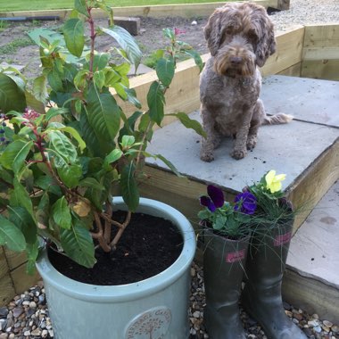 Emma's garden