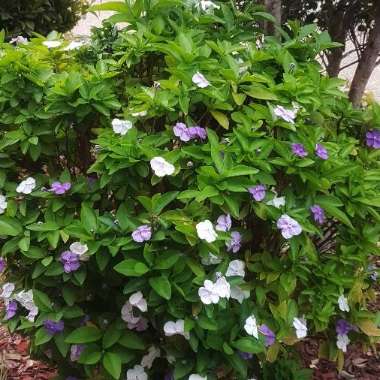 Vera🌺's garden