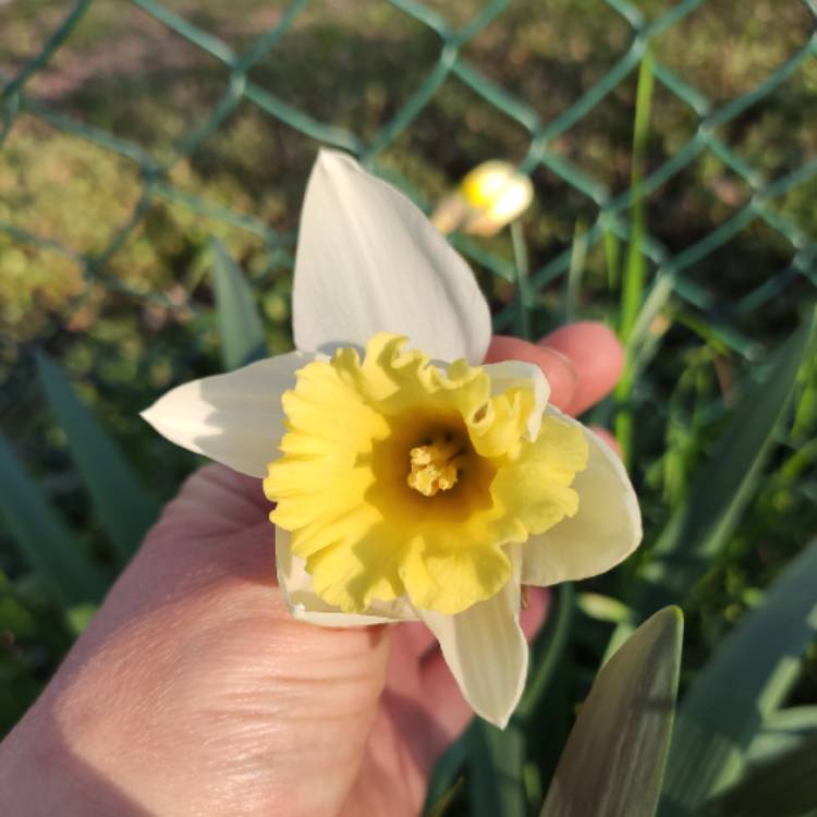 plant image 1251705