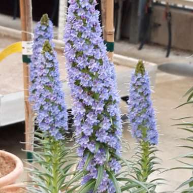 Vera's garden