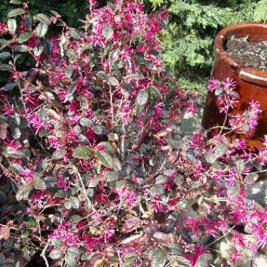 Loropetalum