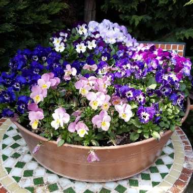 Vera's garden