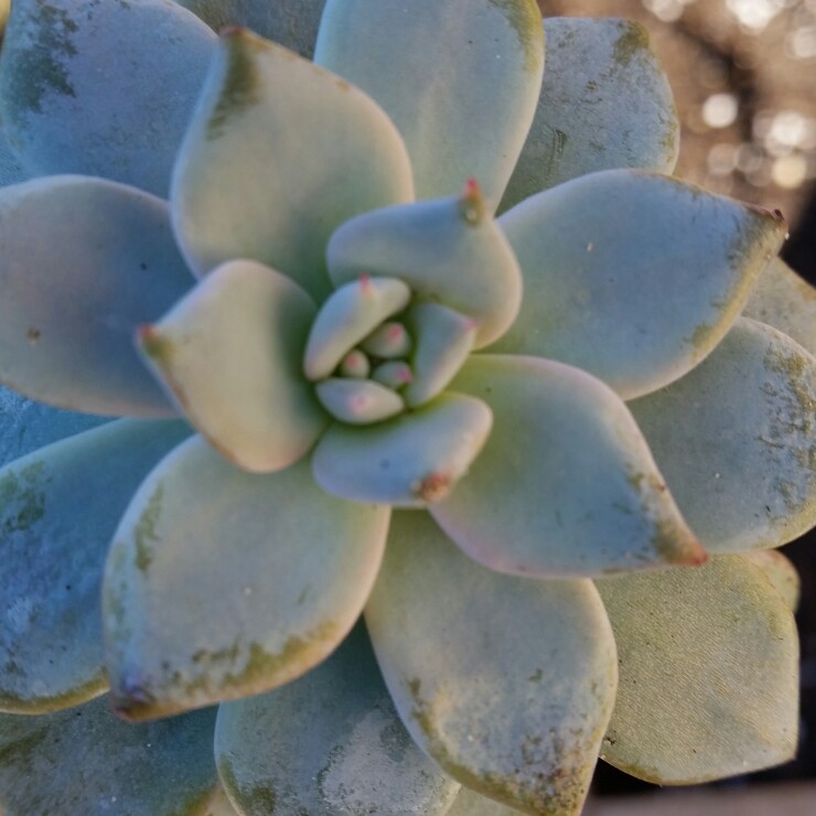 plant image 161563
