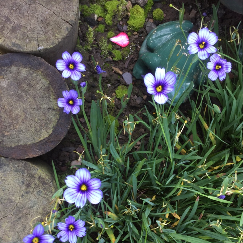 Veronica's garden