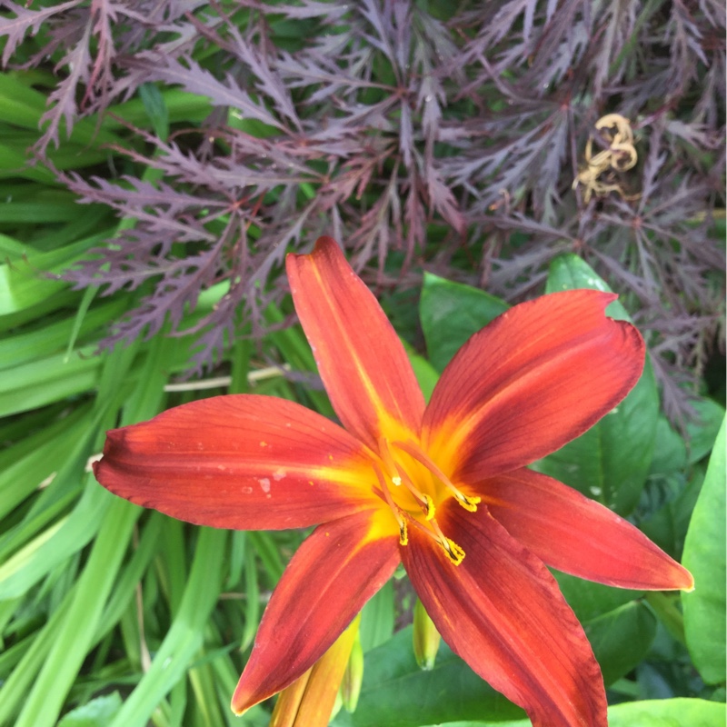 Veronica's garden
