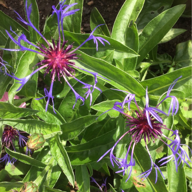 Veronica's garden