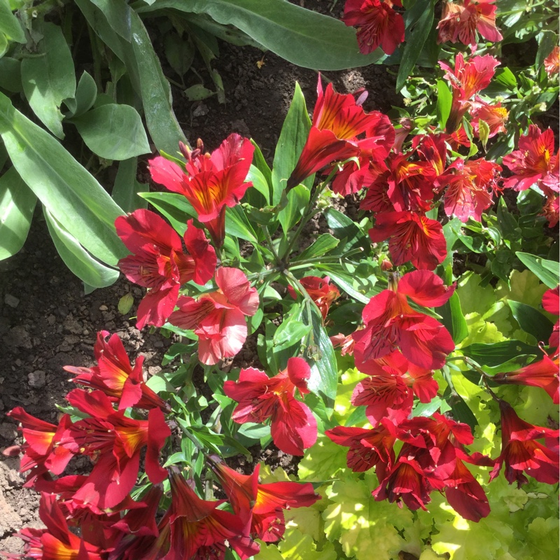 Veronica's garden
