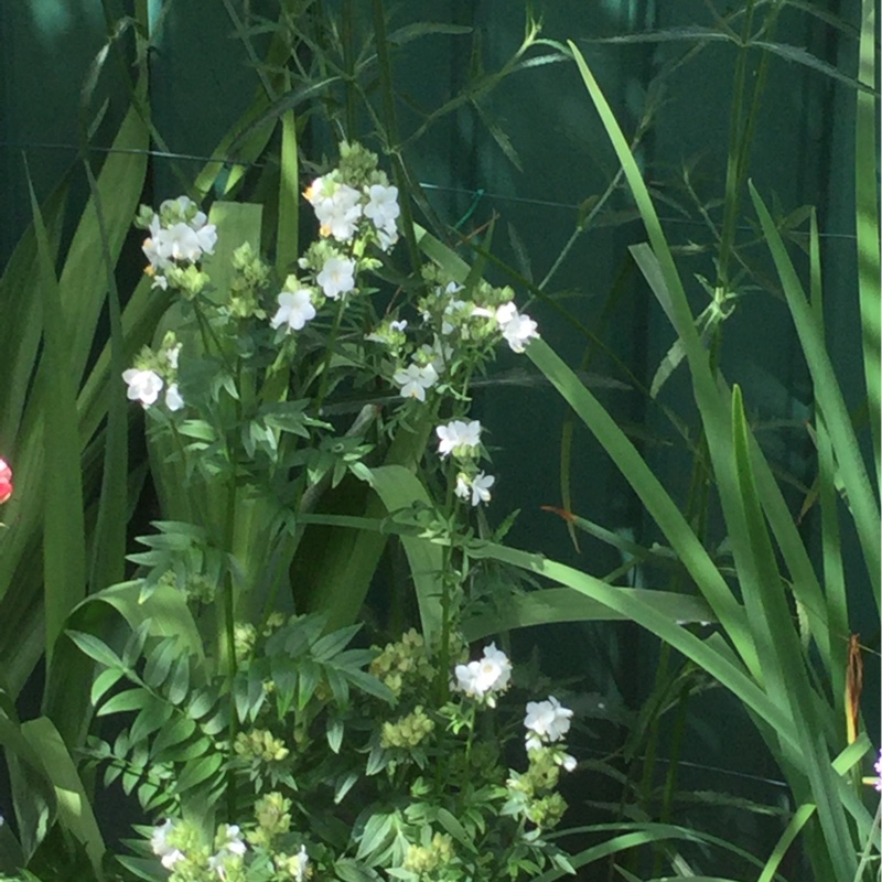 Veronica's garden