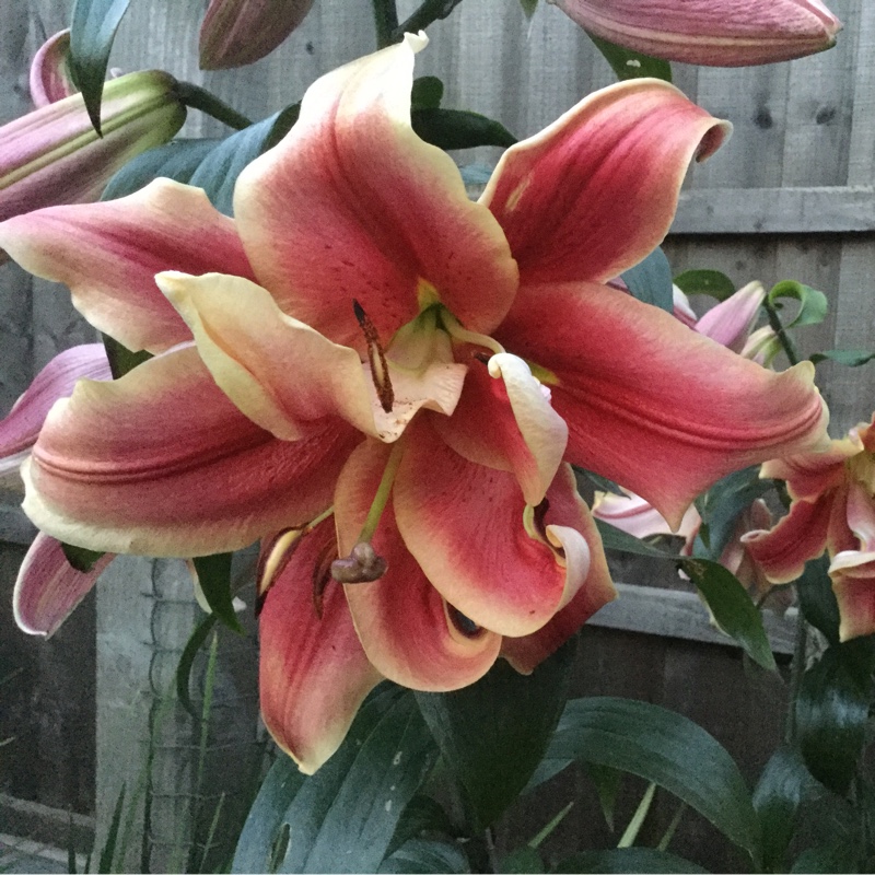 Veronica's garden