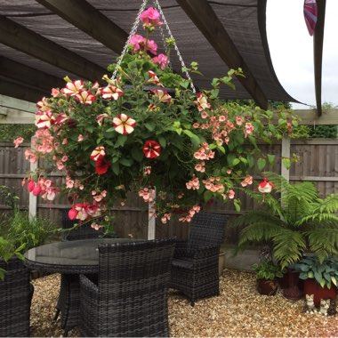 Veronica's garden