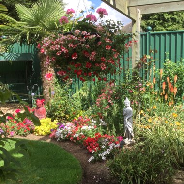 Veronica's garden