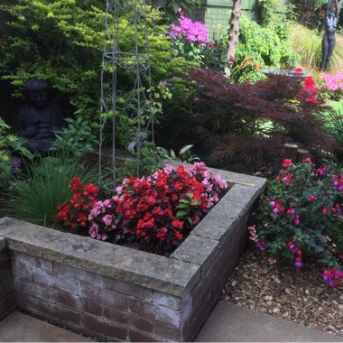 Veronica's garden