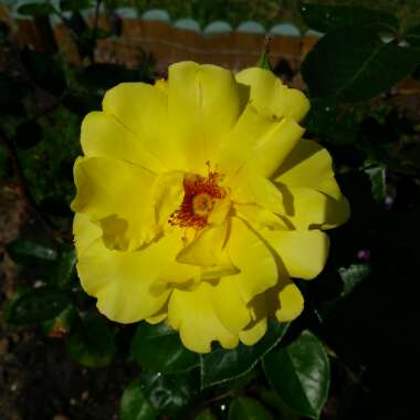 Rosa 'Golden Showers'