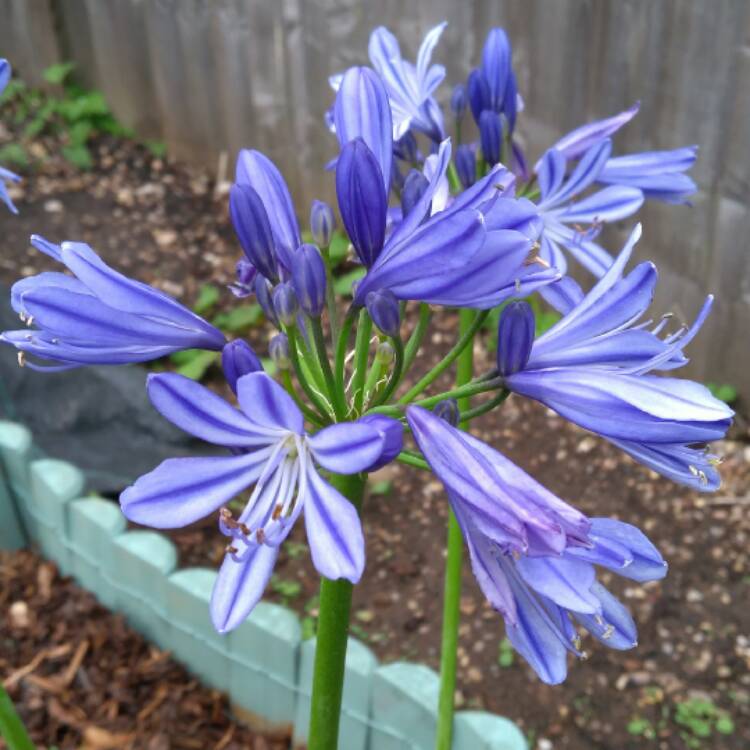 plant image 498286