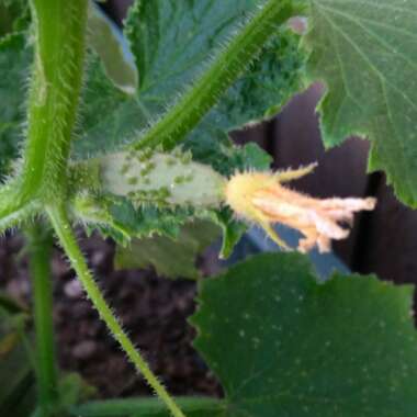 Cucumber