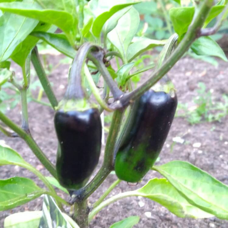 plant image 505503