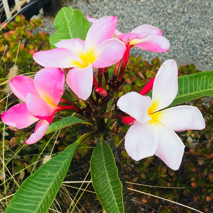 plant image 748147